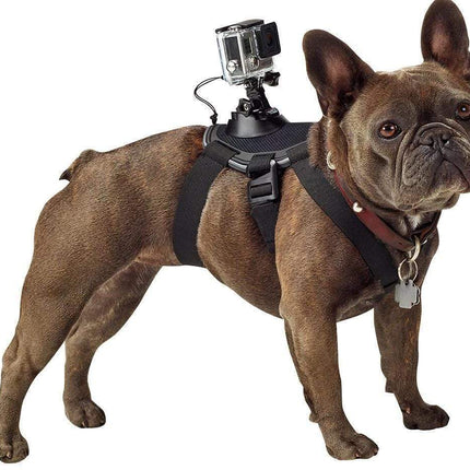 Pet dog with dog chest strap back