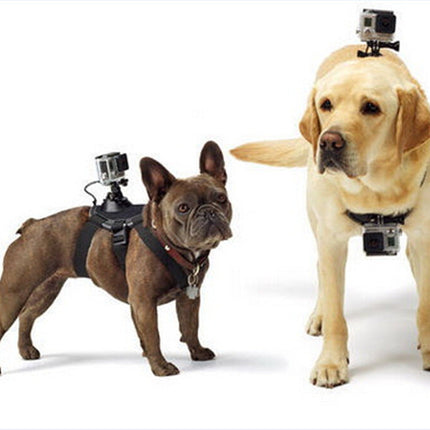 Pet dog with dog chest strap back