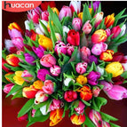 25X25cm / Full width
