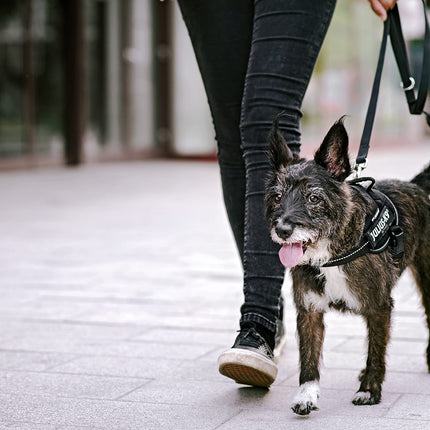 Dog Supplies Can Be Customized Towing Rope For Medium And Large Dogs