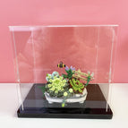 Succulent / Display box