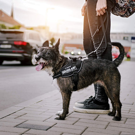 Dog Supplies Can Be Customized Towing Rope For Medium And Large Dogs