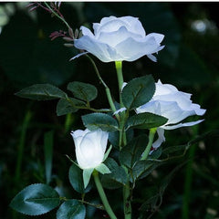 Collection image for: Camping Gear