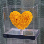Full Flower Yellow