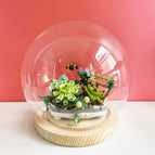 Succulent / Glass cover