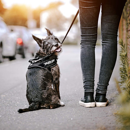 Dog Supplies Can Be Customized Towing Rope For Medium And Large Dogs