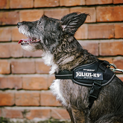 Dog Supplies Can Be Customized Towing Rope For Medium And Large Dogs
