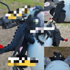 Little black dragon